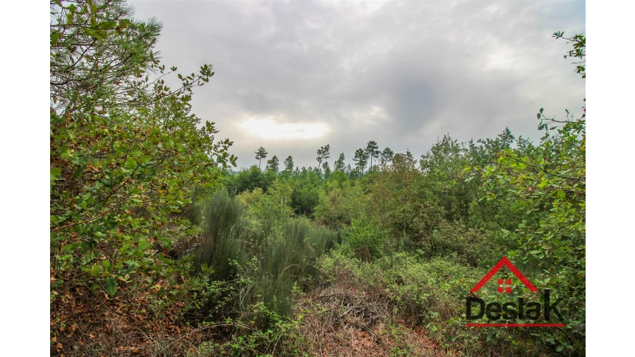 Terreno para Venda em São João de Lourosa Foto 5