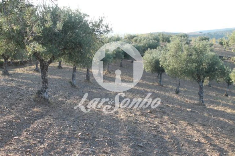 Quinta T3 para Venda em Lagoa Foto 10