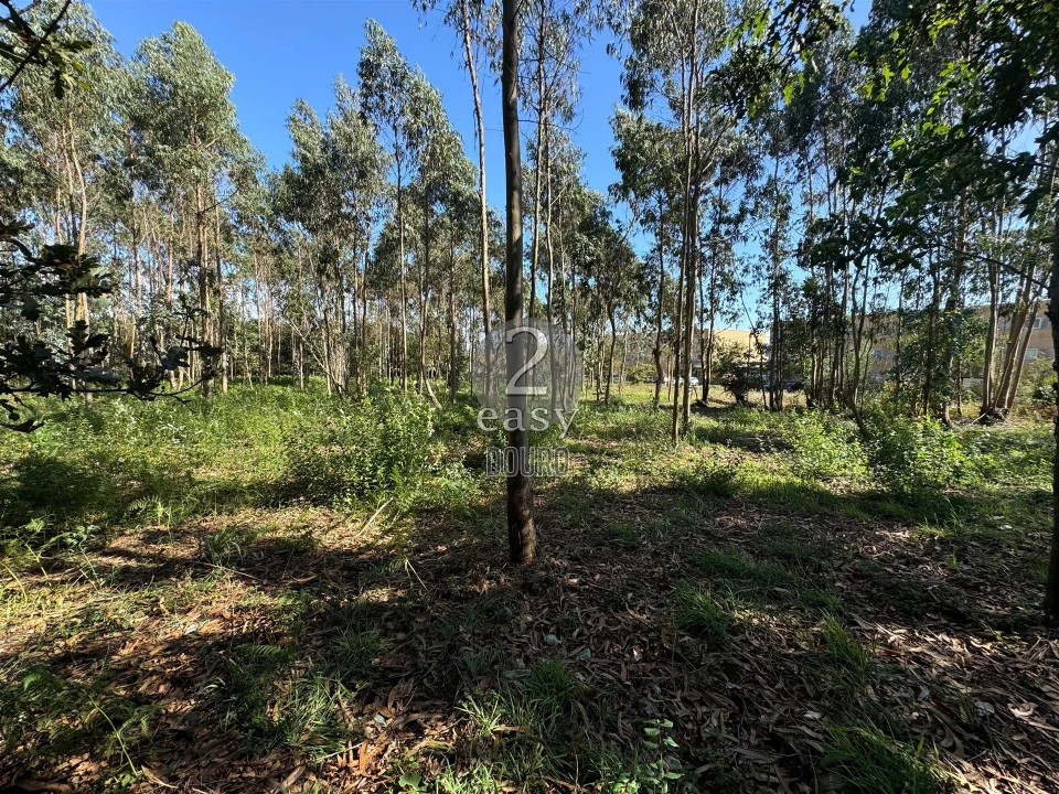 Terreno para Venda em Arvore Foto 5