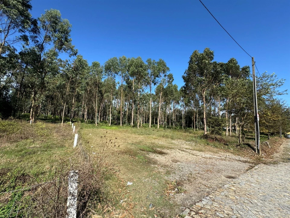 Terreno para Venda em Arvore Foto 2