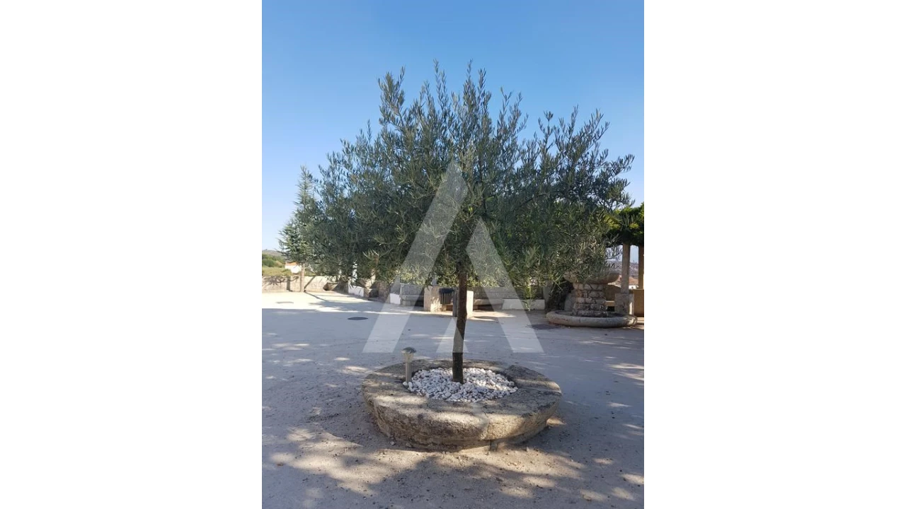 Negócio para Venda em Abrunhosa-A-Velha Foto 40