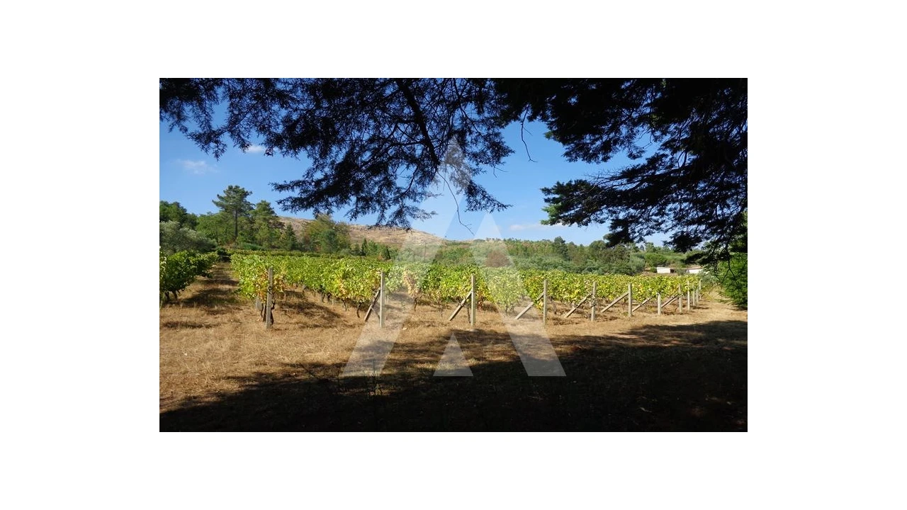 Negócio para Venda em Abrunhosa-A-Velha Foto 48