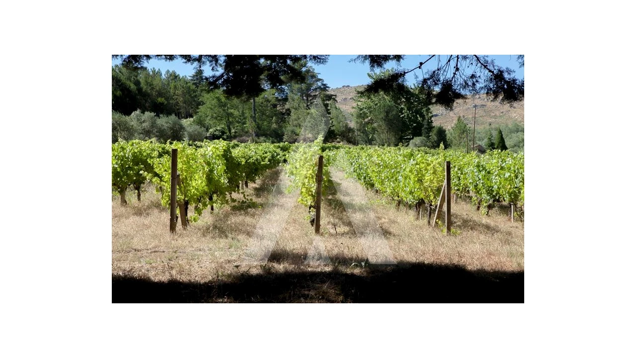 Negócio para Venda em Abrunhosa-A-Velha Foto 58