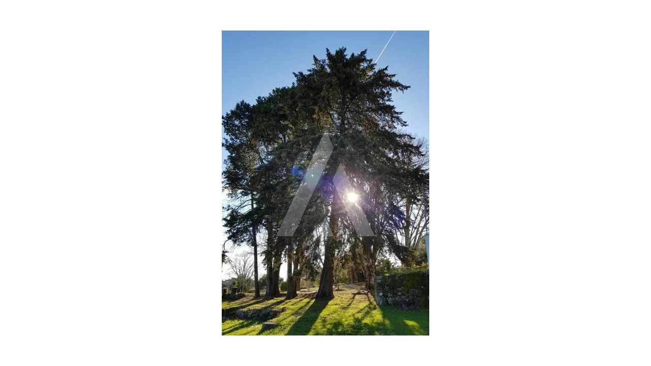 Negócio para Venda em Abrunhosa-A-Velha Foto 62