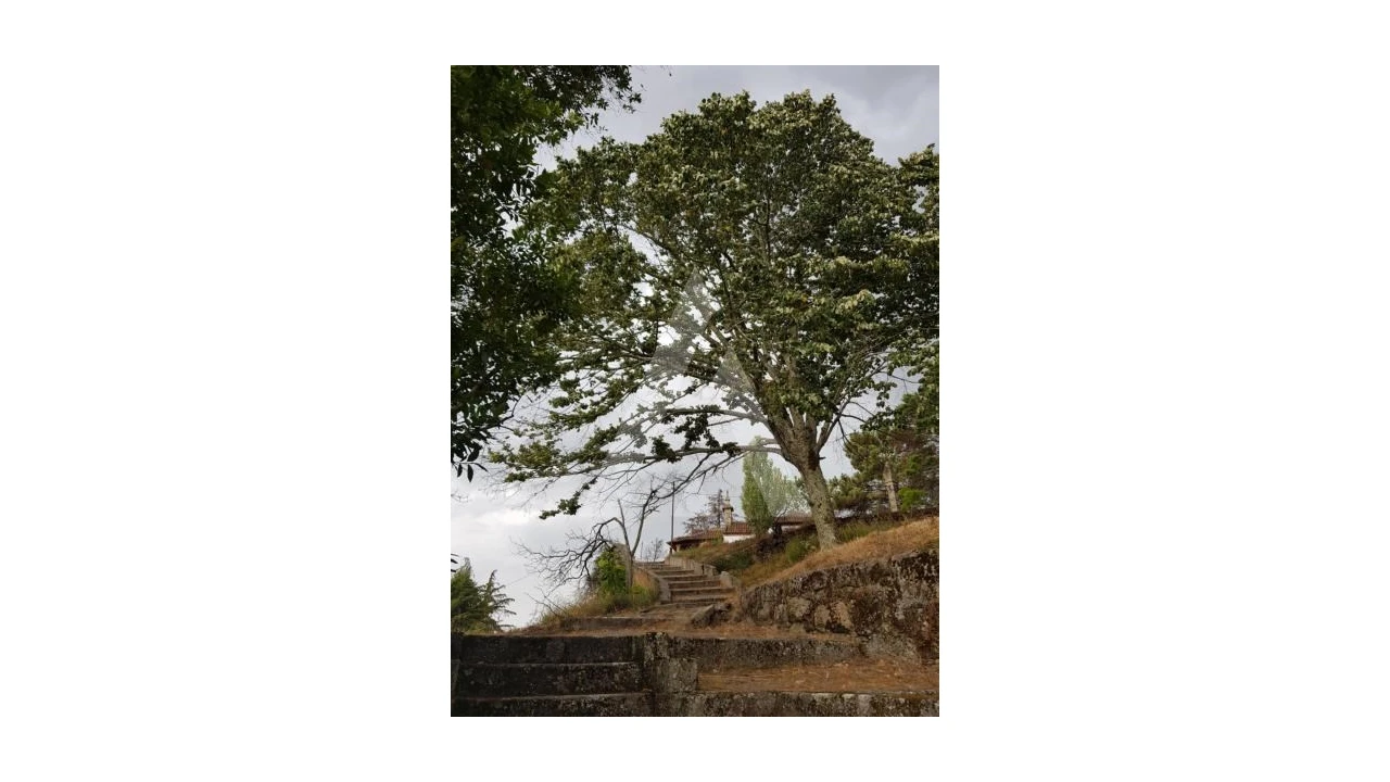 Negócio para Venda em Abrunhosa-A-Velha Foto 60