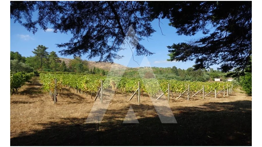 Negócio para Venda em Abrunhosa-A-Velha Foto 48