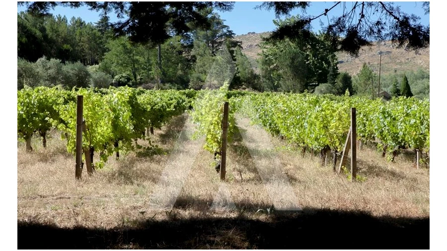 Negócio para Venda em Abrunhosa-A-Velha Foto 58