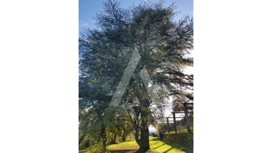 Negócio para Venda em Abrunhosa-A-Velha Foto 59