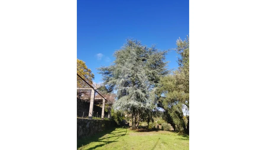 Negócio para Venda em Abrunhosa-A-Velha Foto 57