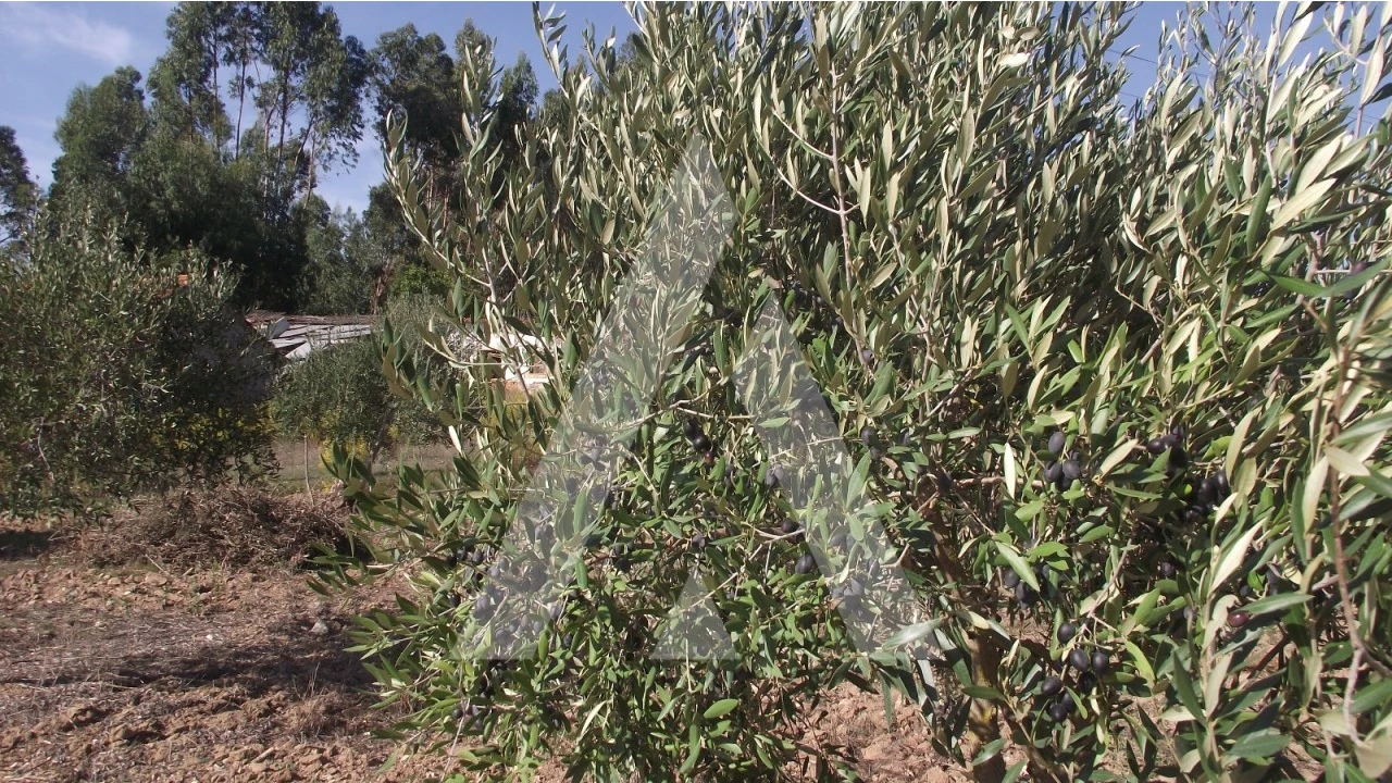Terreno Misto para Venda em Gançaria Foto 9