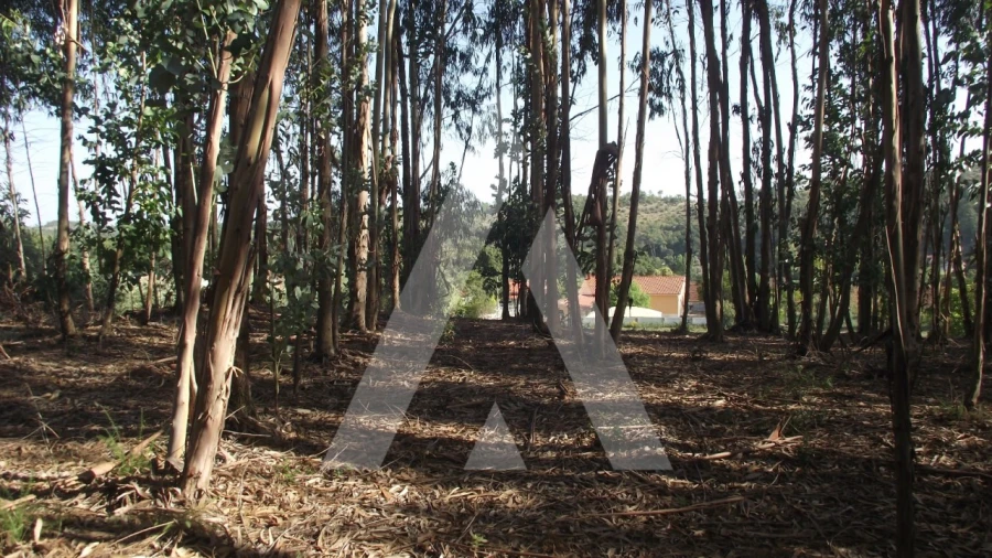 Terreno Misto para Venda em Gançaria Foto 18