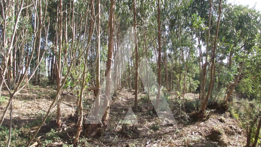 Terreno Misto para Venda em Gançaria Foto 20
