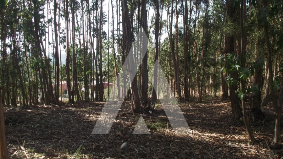 Terreno Misto para Venda em Gançaria Foto 21