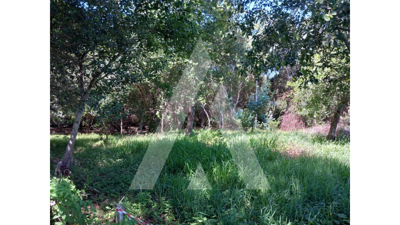 Terreno Agricola ou Rústico para Venda em Murtosa Foto 4