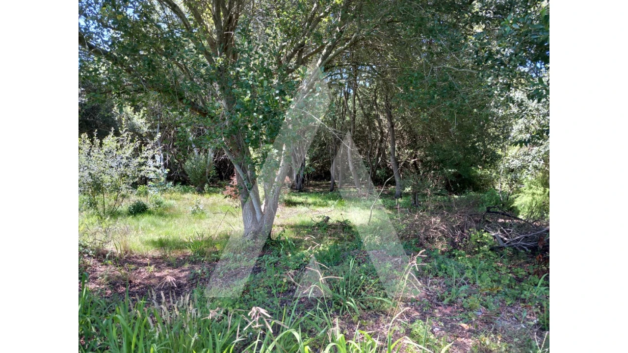 Terreno Agricola ou Rústico para Venda em Murtosa Foto 9