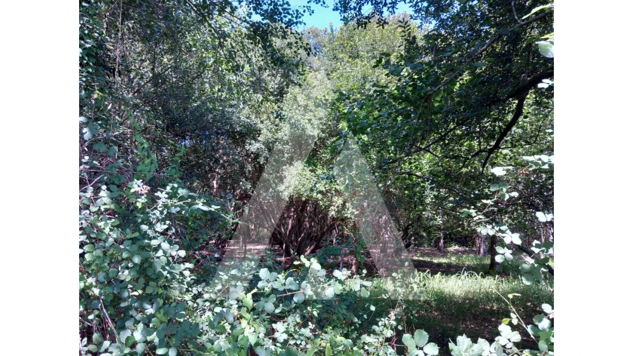 Terreno Agricola ou Rústico para Venda em Murtosa Foto 11