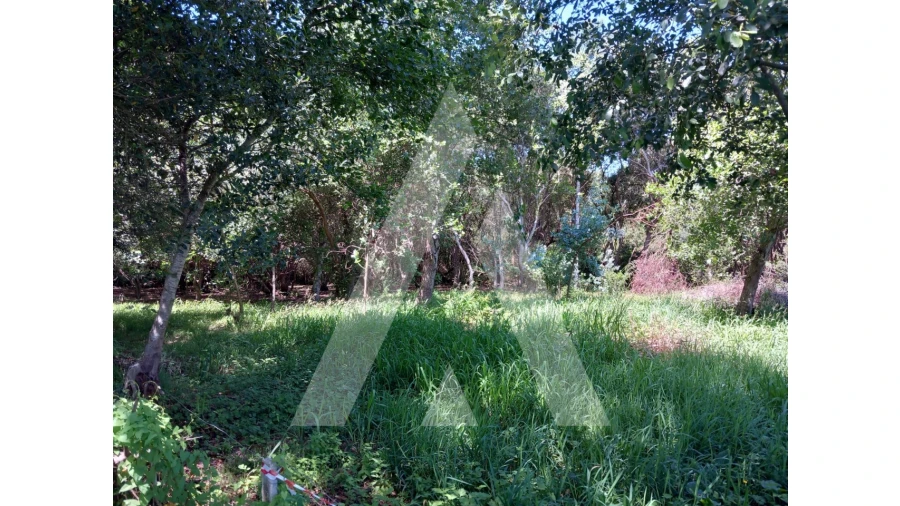 Terreno Agricola ou Rústico para Venda em Murtosa Foto 4