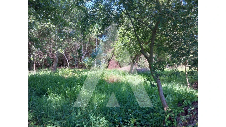 Terreno Agricola ou Rústico para Venda em Murtosa Foto 5
