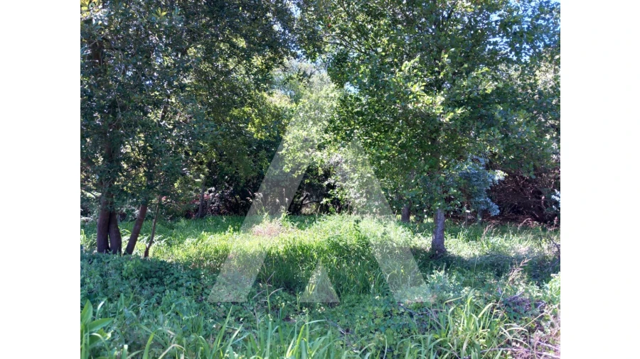 Terreno Agricola ou Rústico para Venda em Murtosa Foto 6