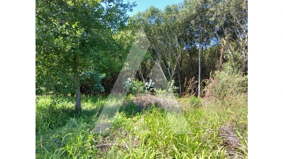 Terreno Agricola ou Rústico para Venda em Murtosa Foto 7