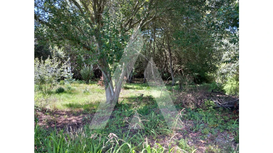 Terreno Agricola ou Rústico para Venda em Murtosa Foto 9
