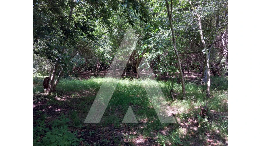 Terreno Agricola ou Rústico para Venda em Murtosa Foto 12