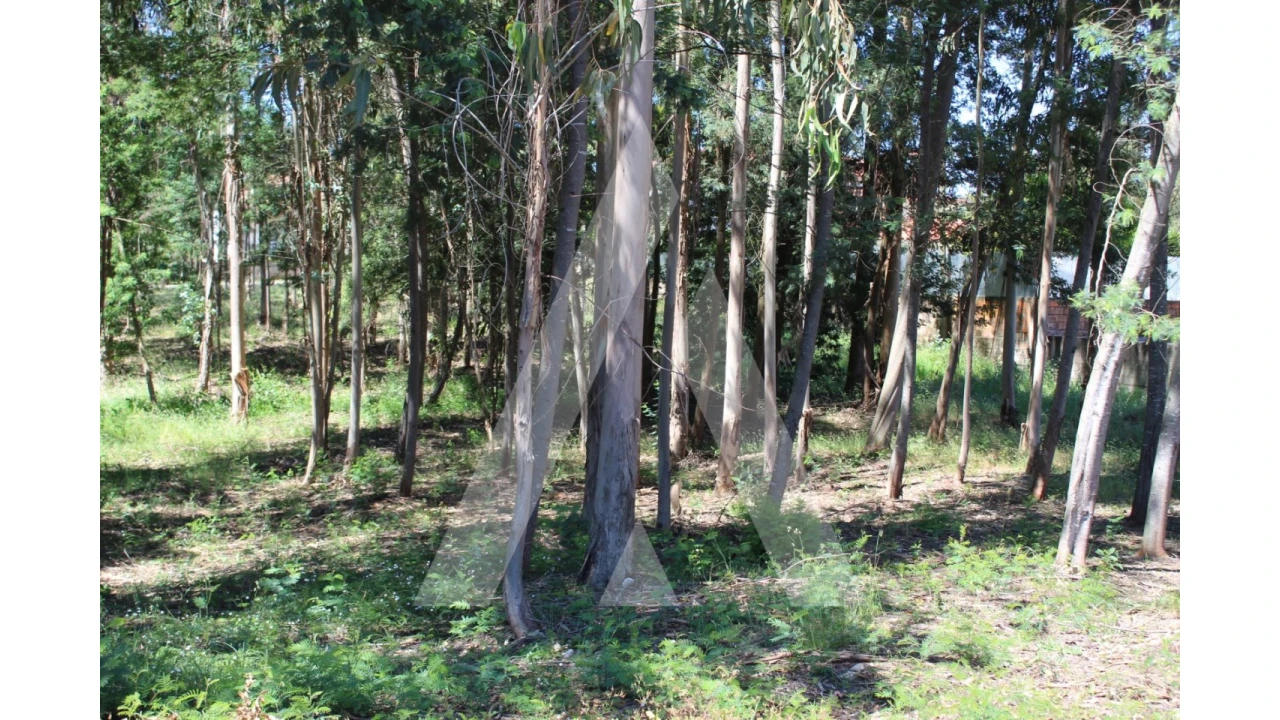 Terreno para Venda em Macinhata do Vouga Foto 2