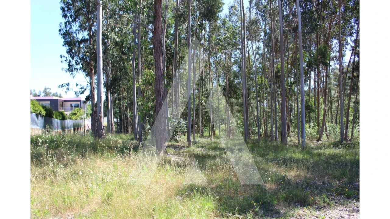 Terreno para Venda em Macinhata do Vouga Foto 5