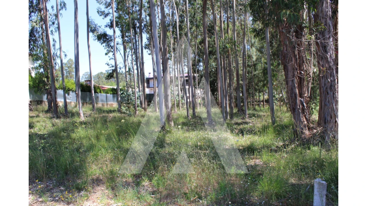 Terreno para Venda em Macinhata do Vouga Foto 6