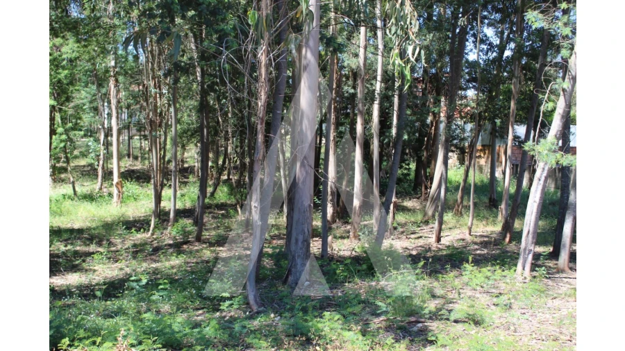Terreno para Venda em Macinhata do Vouga Foto 2