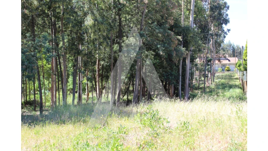 Terreno para Venda em Macinhata do Vouga Foto 4