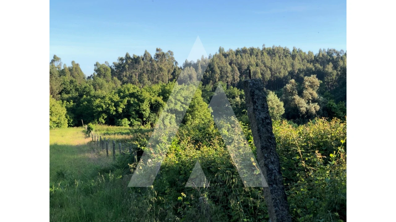 Terreno para Venda em Pessegueiro do Vouga Foto 4