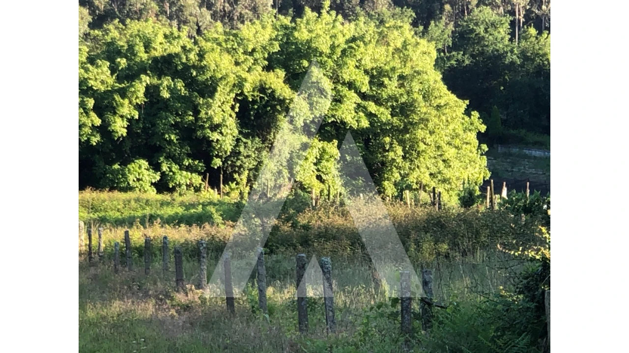 Terreno para Venda em Pessegueiro do Vouga Foto 5