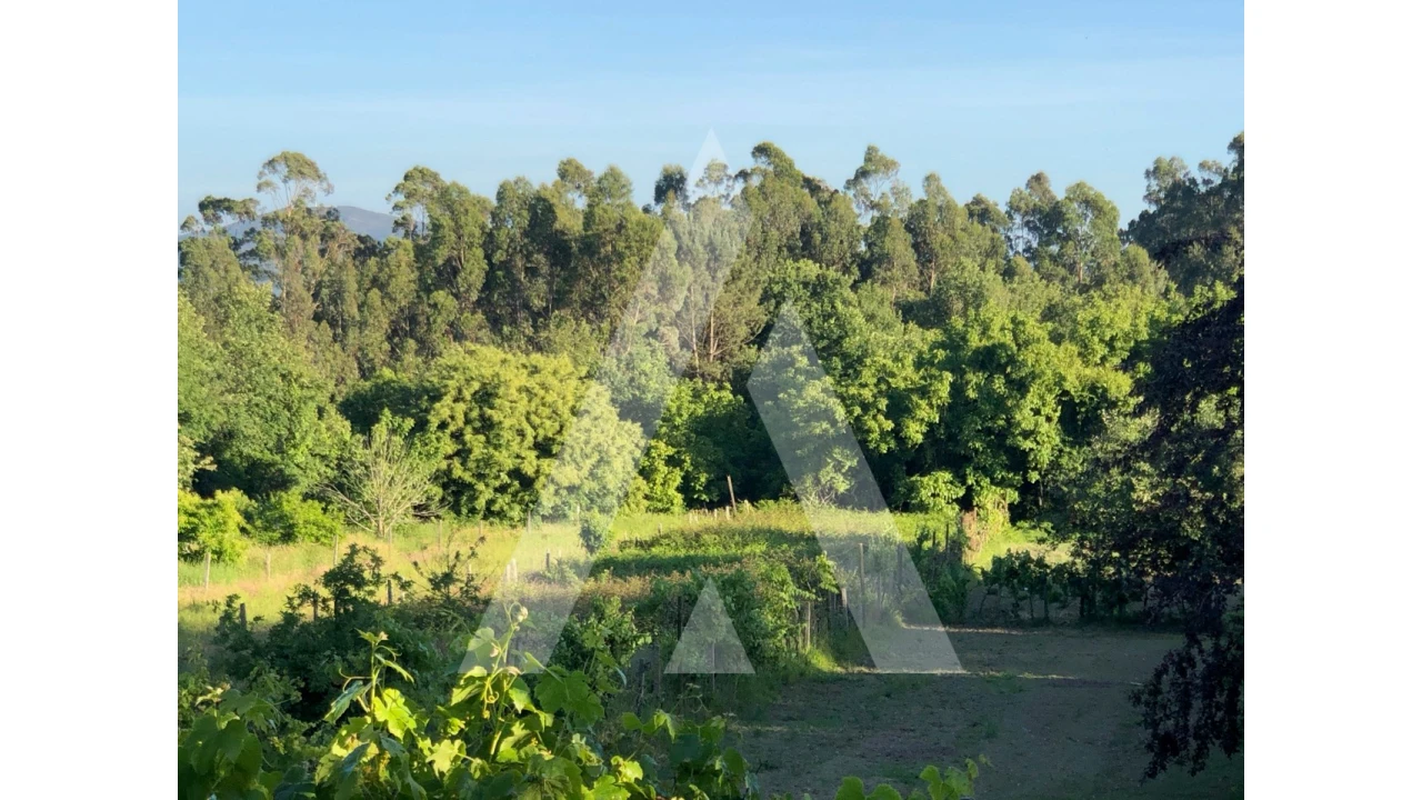 Terreno para Venda em Pessegueiro do Vouga Foto 7