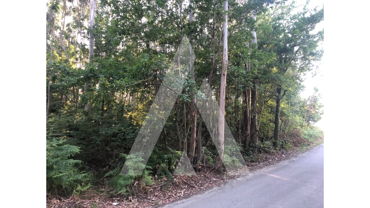 Terreno para Venda em Pessegueiro do Vouga Foto 11