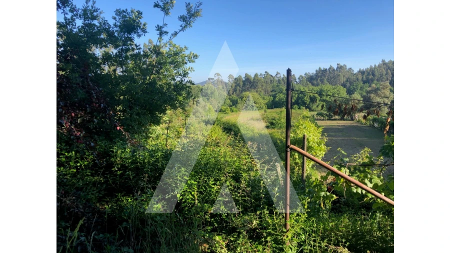 Terreno para Venda em Pessegueiro do Vouga Foto 2