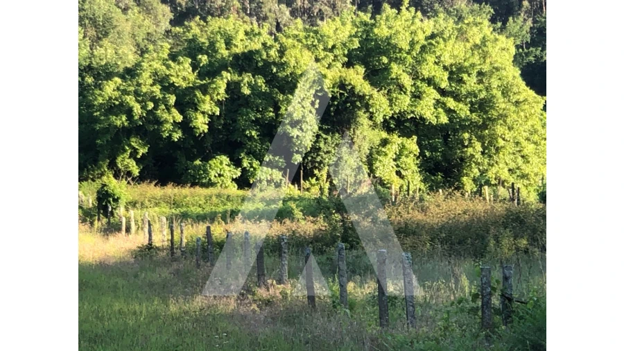 Terreno para Venda em Pessegueiro do Vouga Foto 1