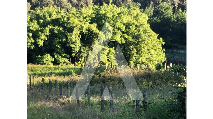Terreno para Venda em Pessegueiro do Vouga Foto 5