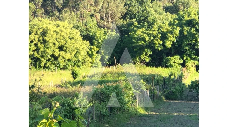 Terreno para Venda em Pessegueiro do Vouga Foto 6