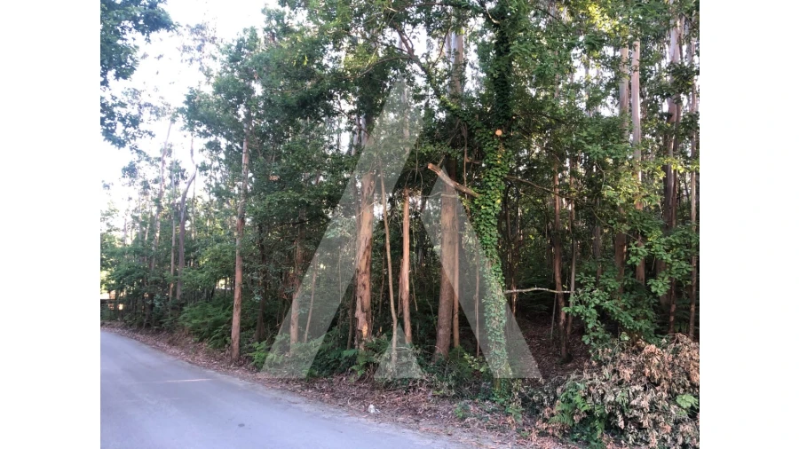 Terreno para Venda em Pessegueiro do Vouga Foto 12