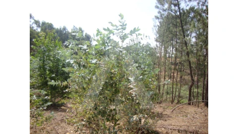 Terreno para Venda em Arcos e Mogofores