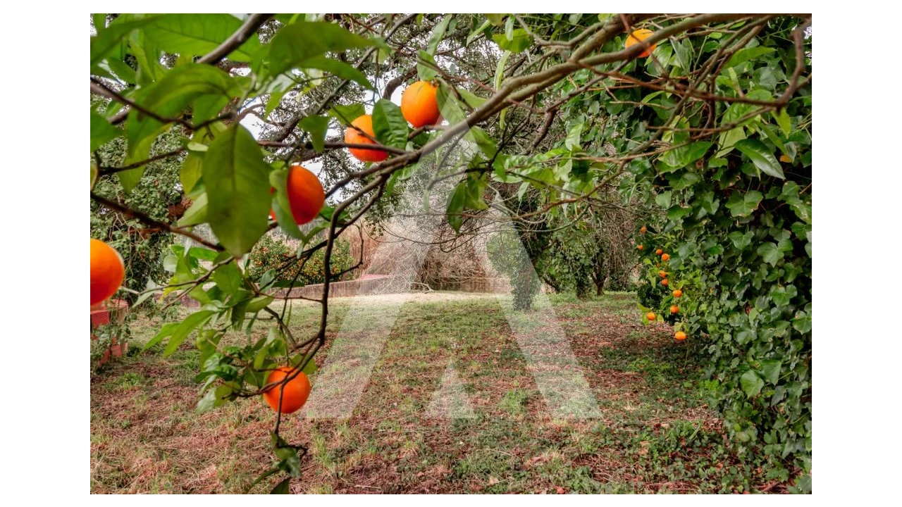 Terreno para Venda em Salreu Foto 4