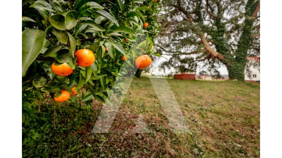 Terreno para Venda em Salreu Foto 10