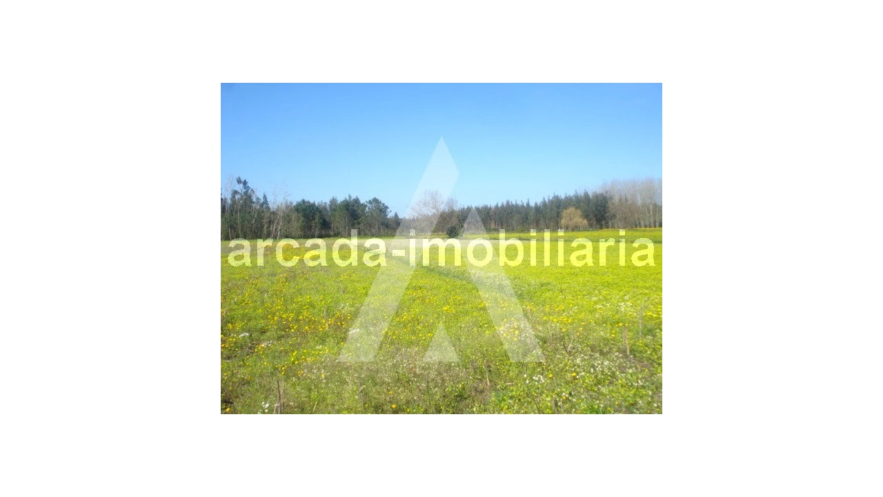 Terreno Comércio / Armazém para Venda em Requeixo, Nossa Senhora de Fátima e Nariz Foto 4