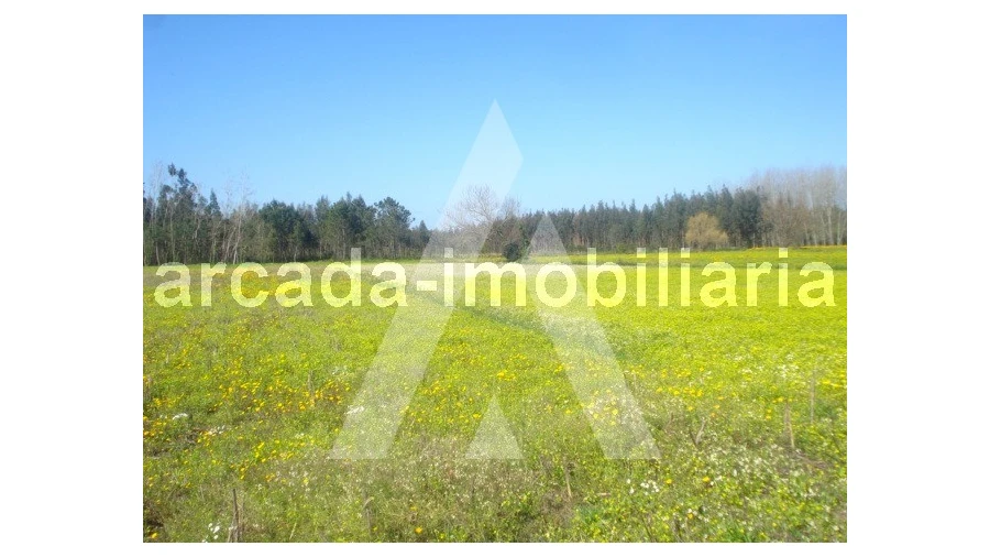 Terreno Comércio / Armazém para Venda em Requeixo, Nossa Senhora de Fátima e Nariz Foto 4