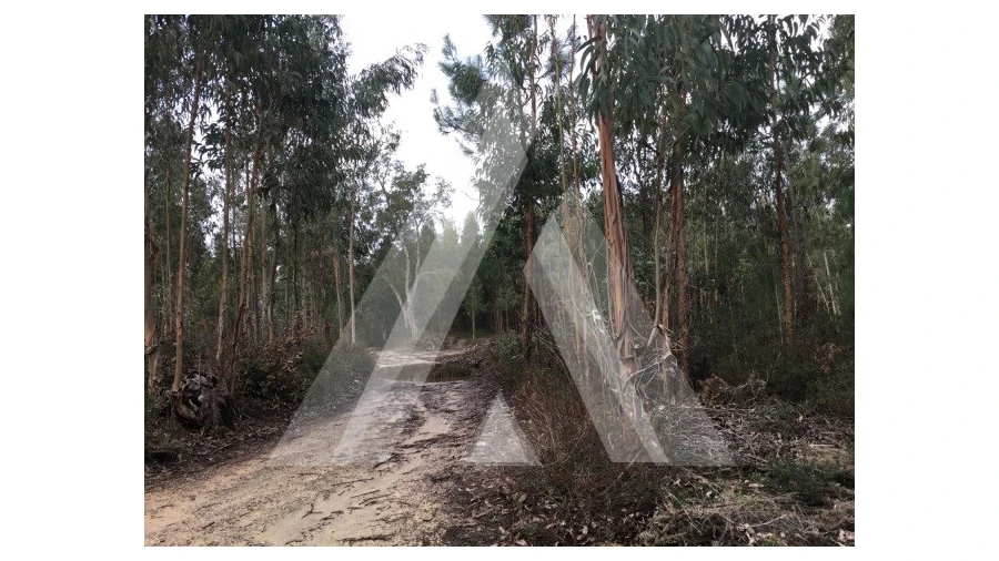 Terreno para Venda em Mealhada, Ventosa do Bairro e Antes Foto 4
