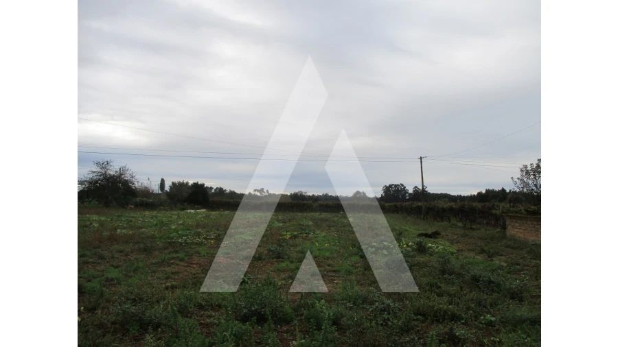 Terreno para Venda em Bustos, Troviscal e Mamarrosa Foto 2