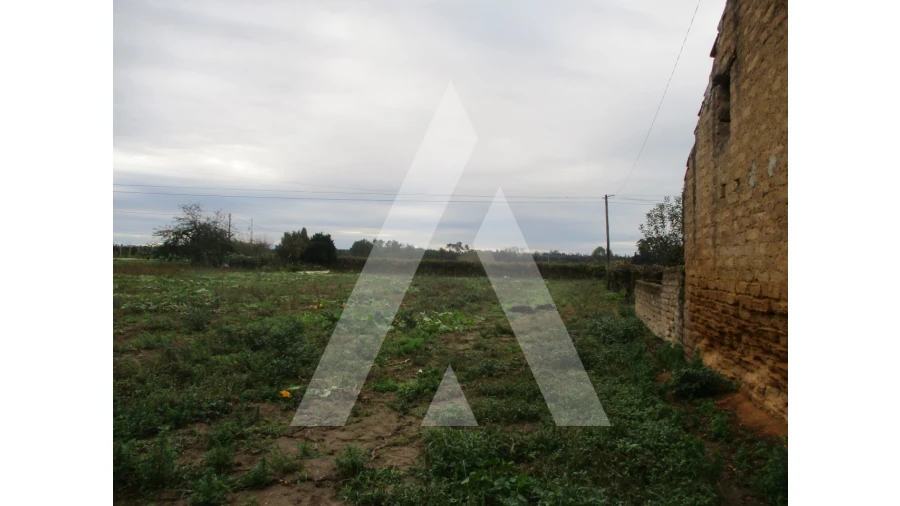 Terreno para Venda em Bustos, Troviscal e Mamarrosa Foto 3