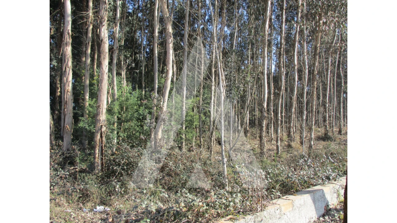 Terreno para Venda em Barrô e Aguada de Baixo Foto 1