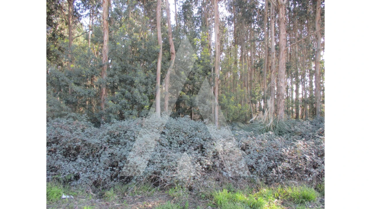 Terreno para Venda em Barrô e Aguada de Baixo Foto 3